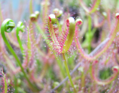 Drosera binata